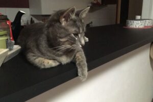 Kočka Peggy v novém domově leží na kuchyňské lince