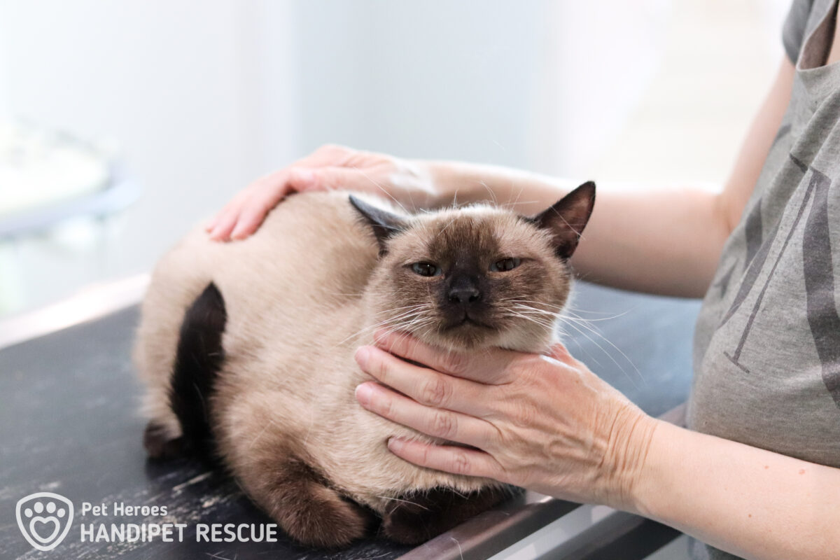 Kříženka siamské kočky Rarity na veterině