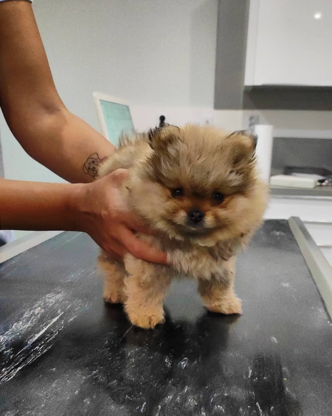 Štěňátko Buchta na druhém očkování