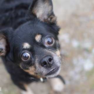 Starší fenka Dinky