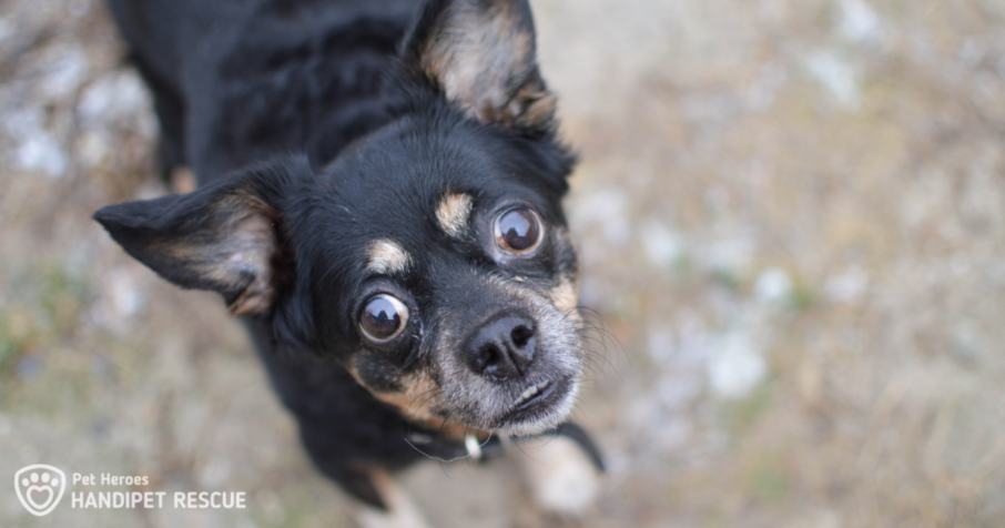 Starší fenka Dinky