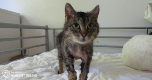 Nemocná mourovatá kočka Estra trpěla nádory v důsledku užívání antikoncepce.