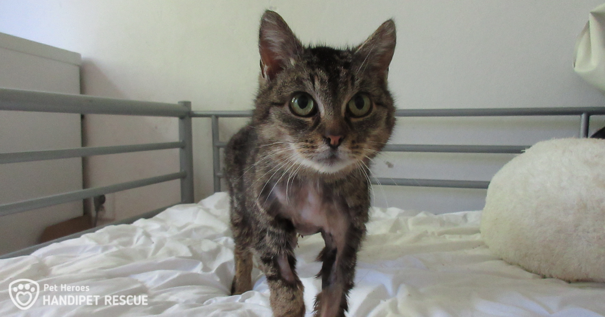 Nemocná mourovatá kočka Estra trpěla nádory v důsledku užívání antikoncepce.