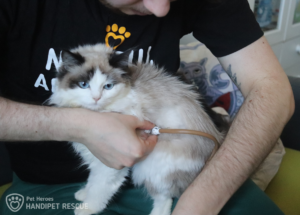 Kočička Rozárka se zavedenou žaludeční sondou