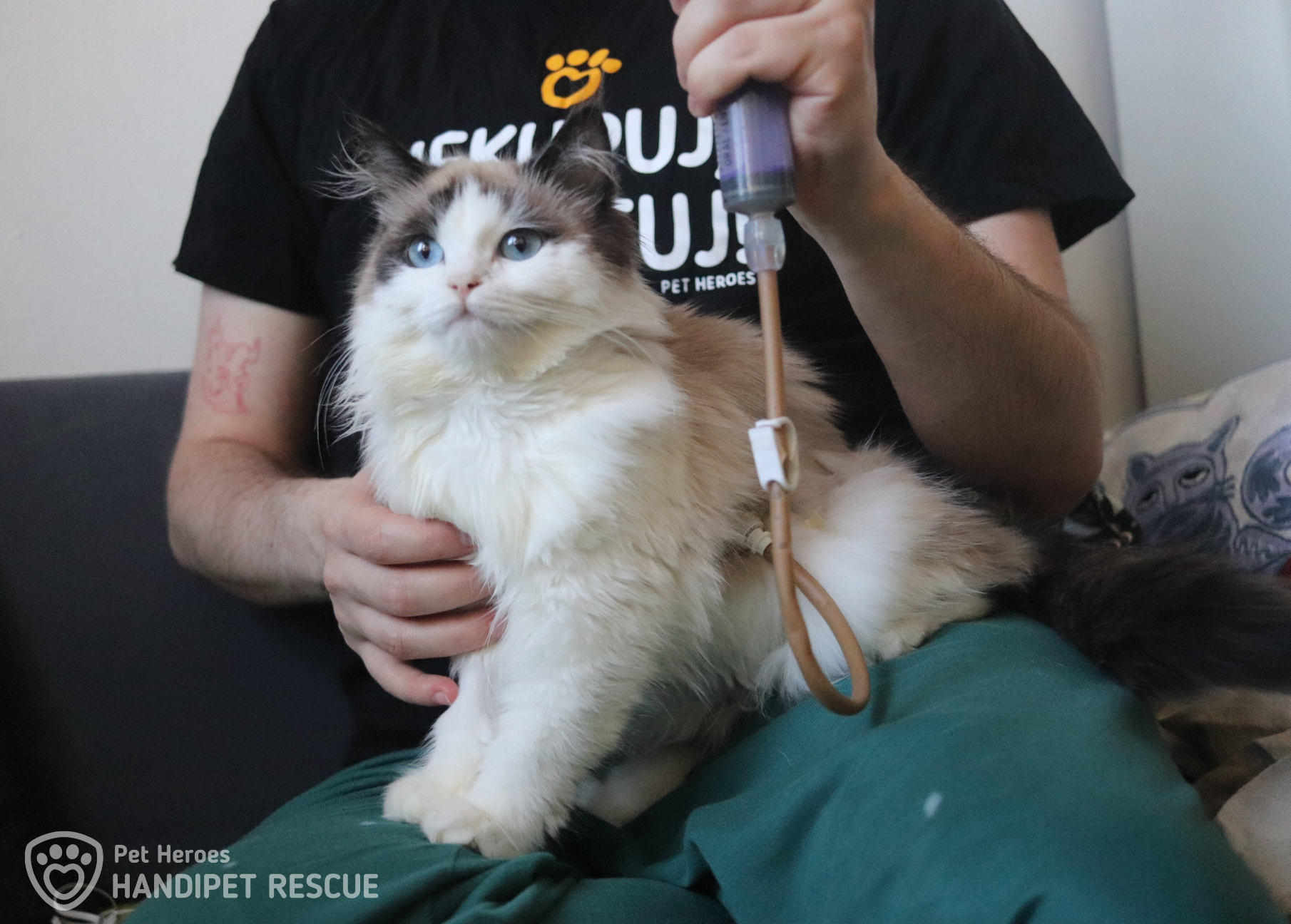 Krmení kočky Rozárky s pomocí žaludeční sondy