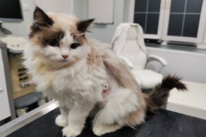 Rozárka po zavedení žaludeční sondy