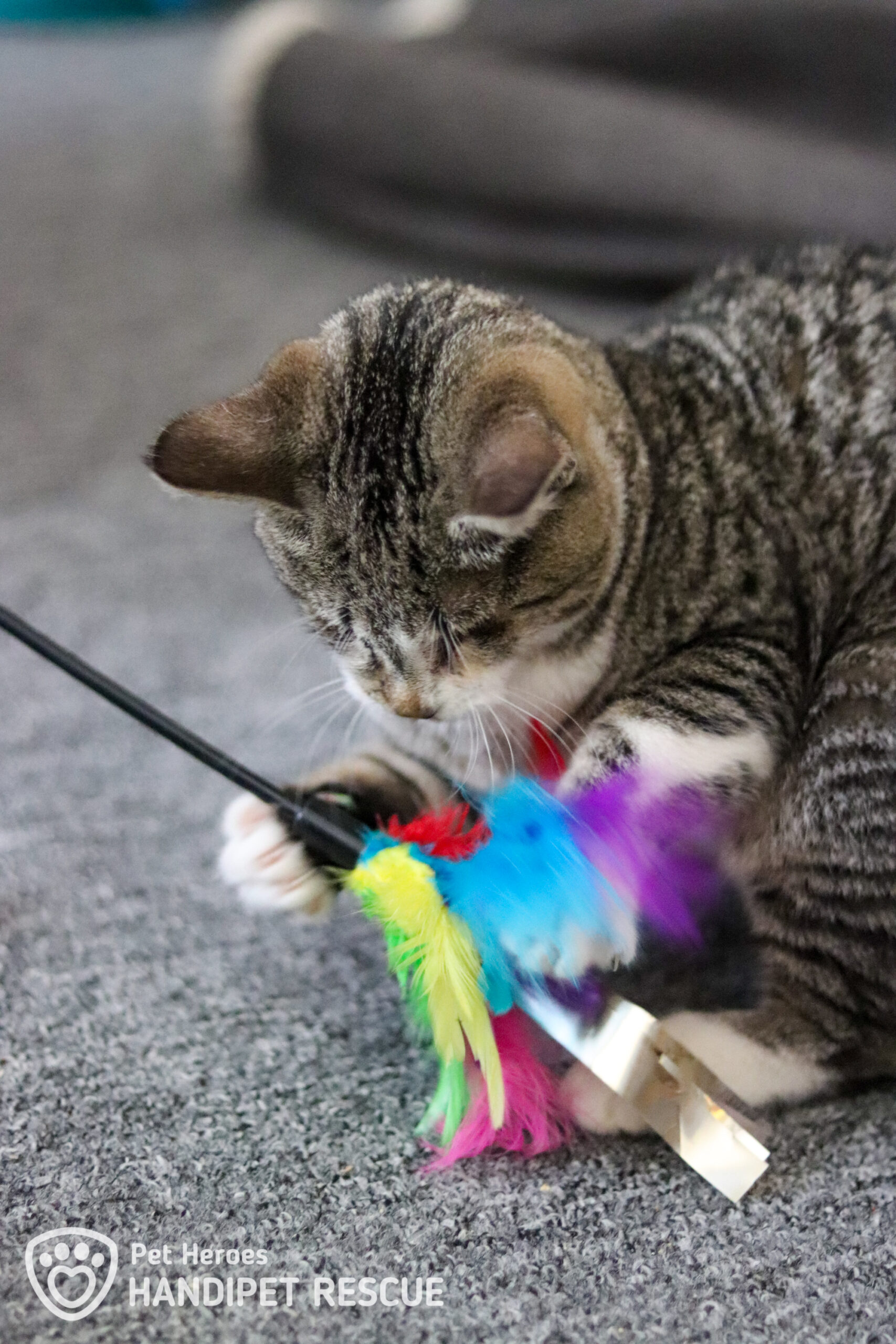 Slepá mourovatá kočička Aurora si hraje s duhovou kočičí vábničkou