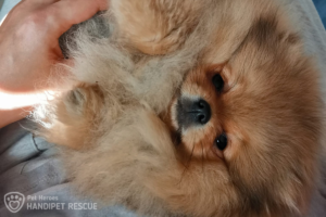 Štěně Buchta připomíná pomeraniana nebo špice