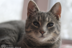 Kočička Peggy po operaci očí