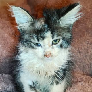 Koťátko Chai v dočasné péči