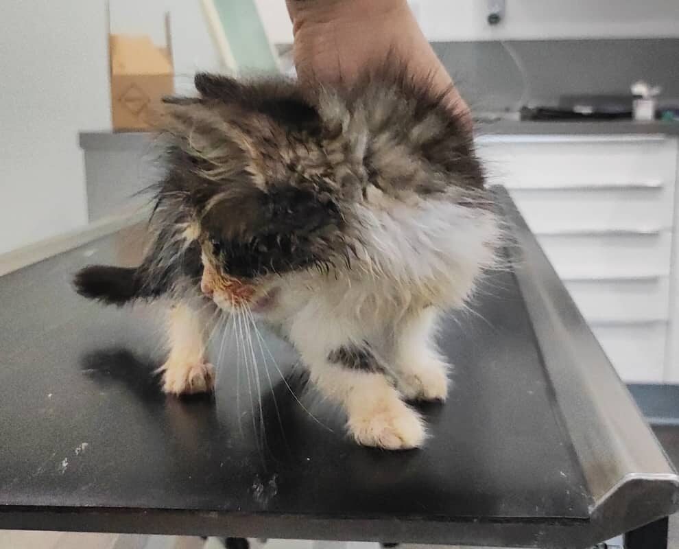 Koťátko Chai na veterině, pokousal ho pes