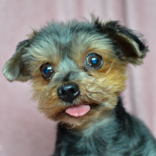 Fenka jorkšírského teriéra Megie v 11 letech vypadala stále jako štěňátko