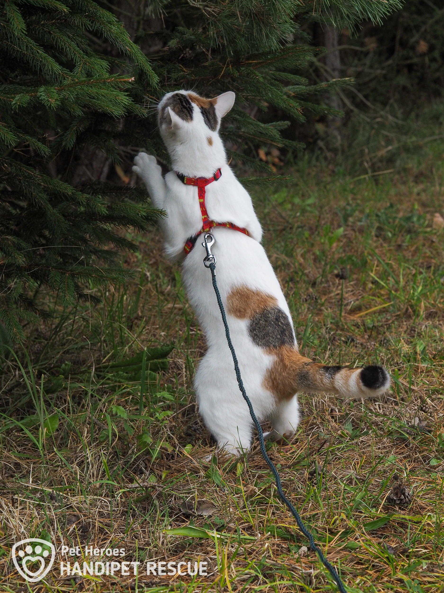 Kočka Fiskars na procházce