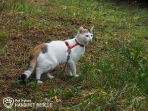 Kočička Fiskars na procházce