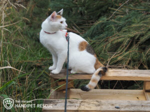 Kočka Fiskars na procházce