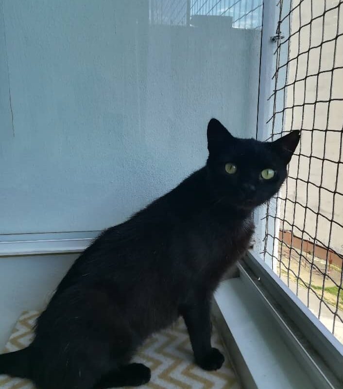 Černý kocourek Kotlík u zasíťovaného okna