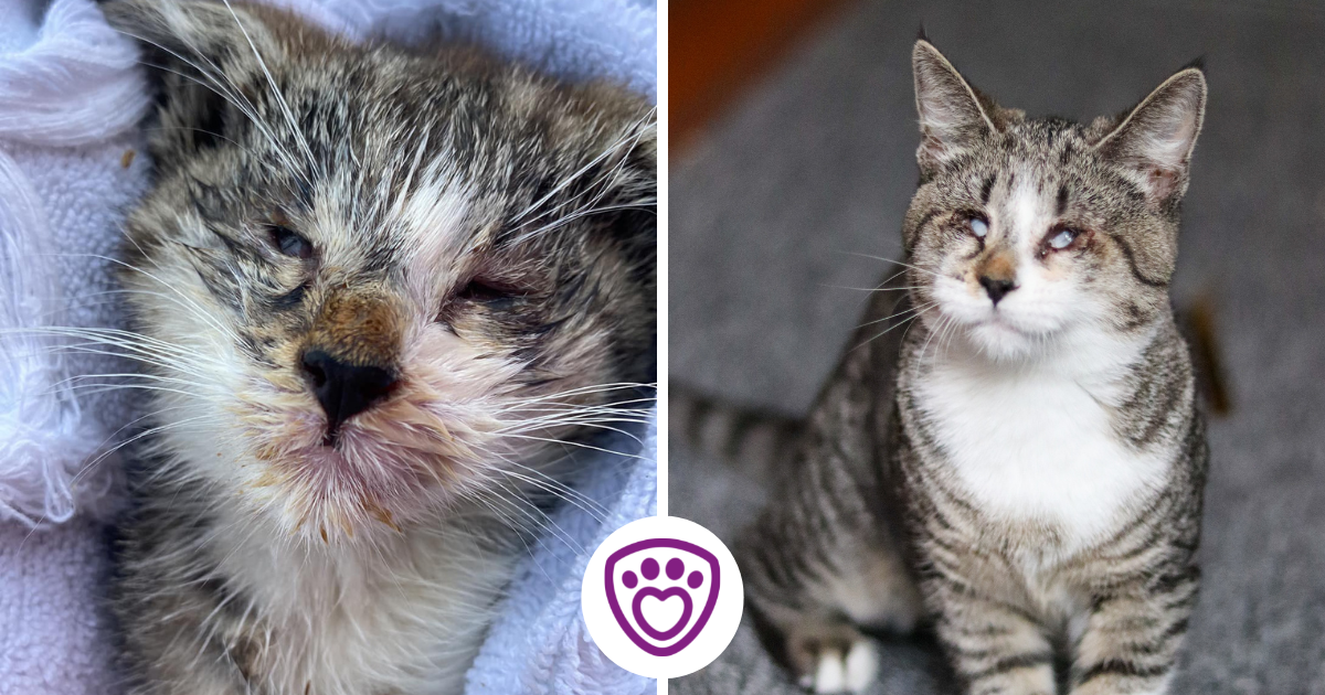 Vlevo: Aurora jako zbídačené podvyživené koťáko, vpravo: Aurora jako sebevědomá zdravá kočička