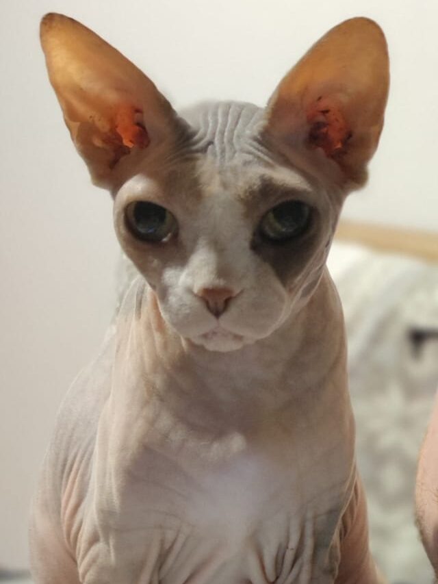 Kočka Isis v domově