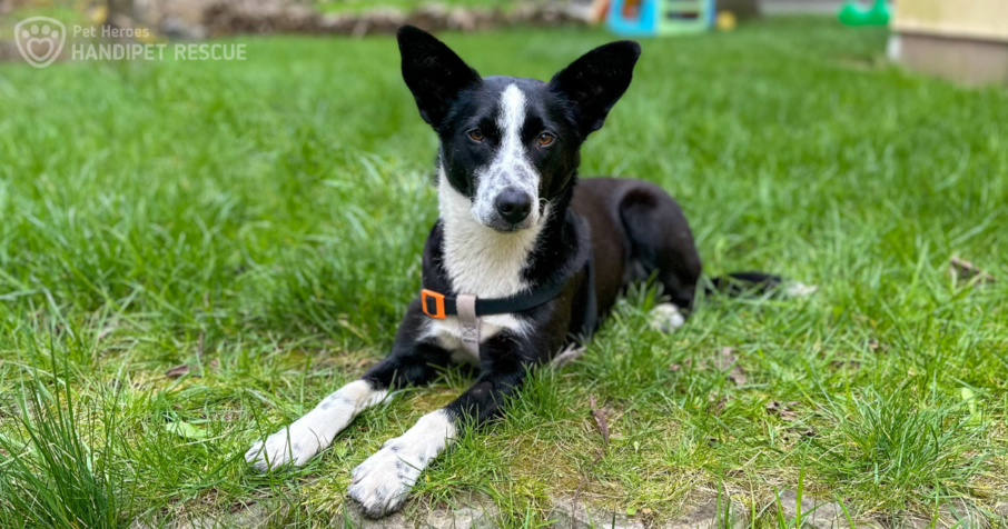 Krásná a okouzlující černo-bílá fenka Cindy