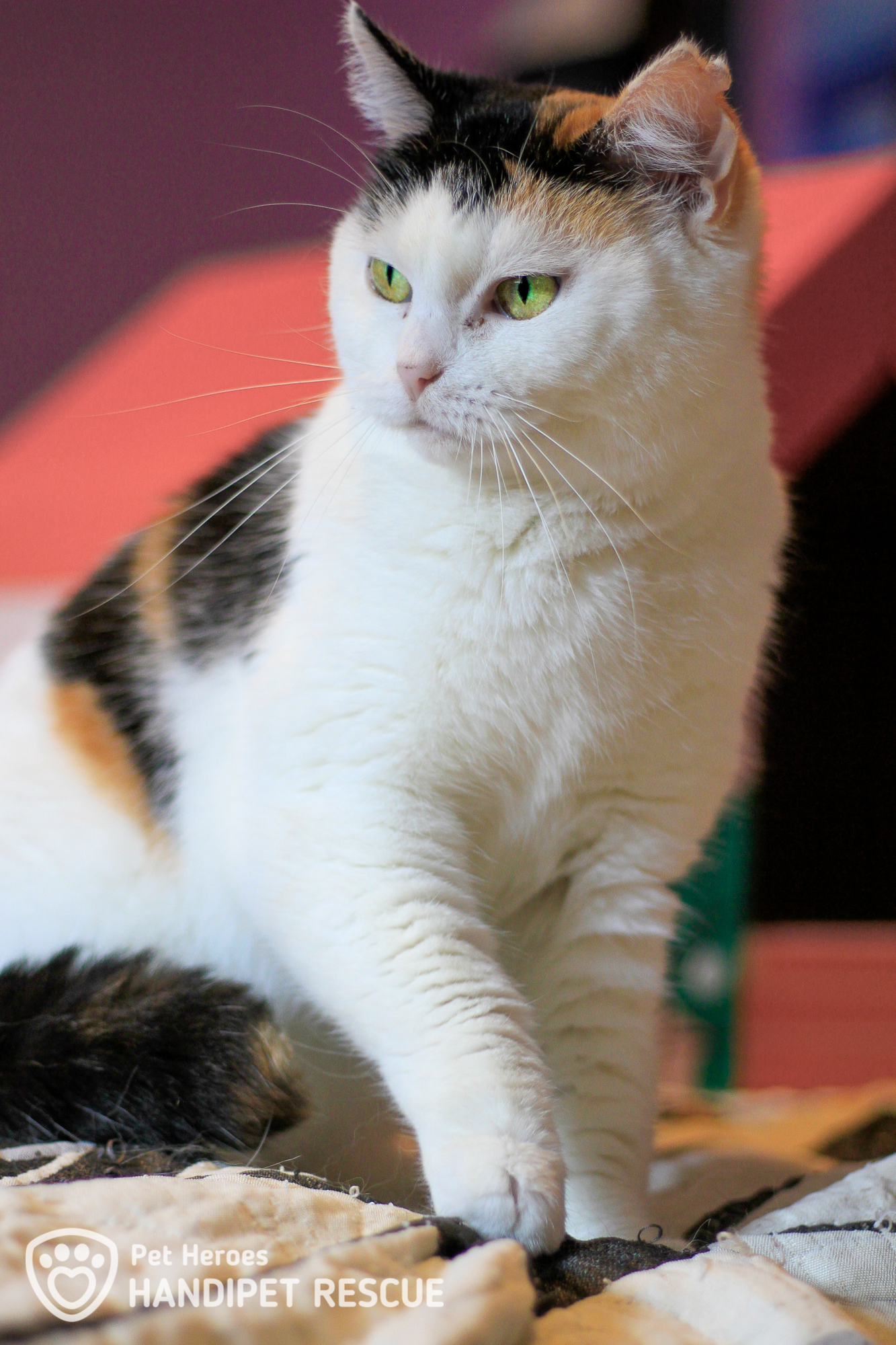Kočka Jahůdková je z hlediska zbarvení tzv. bílá želva
