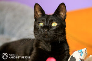 Kocourek Al si rád hraje