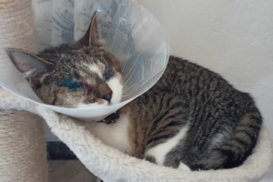 Aurora s ochranným límcem v dočasné péči