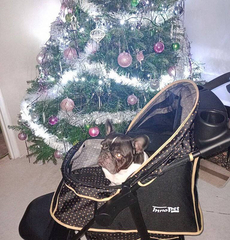 Baguette k Vánocům dostala nový kočárek