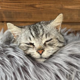 Čilimník ještě, když mu bylo dobře