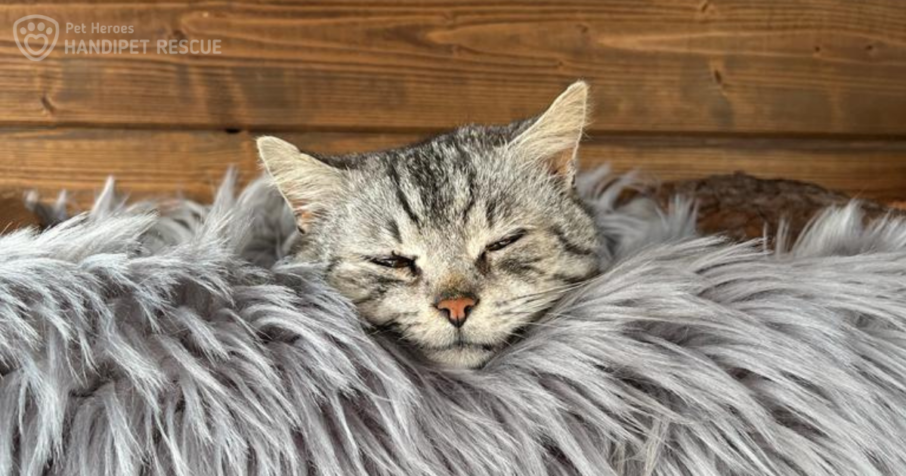 Čilimník ještě, když mu bylo dobře