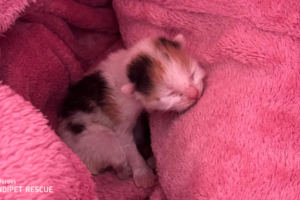 Maličké kočičce Flo bylo jen pár dní, když se dostala k nám do Handipet Rescue