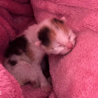 Maličké kočičce Flo bylo jen pár dní, když se dostala k nám do Handipet Rescue