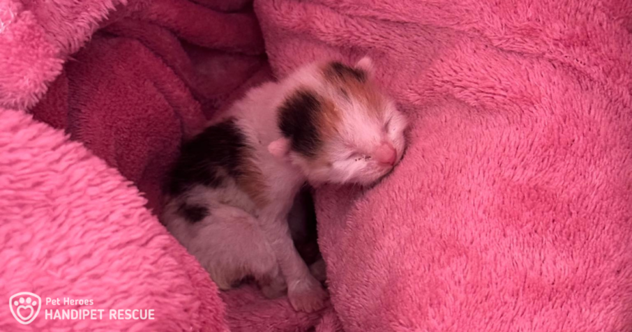 Maličké kočičce Flo bylo jen pár dní, když se dostala k nám do Handipet Rescue