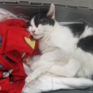 Černo-bílá kočička Stringbean v přepravce na veterině