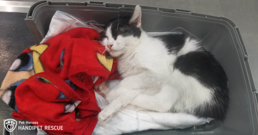 Černo-bílá kočička Stringbean v přepravce na veterině