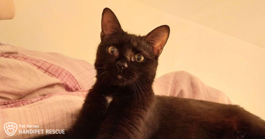 Černá kočka s bílou náprsenkou Franny leží v posteli