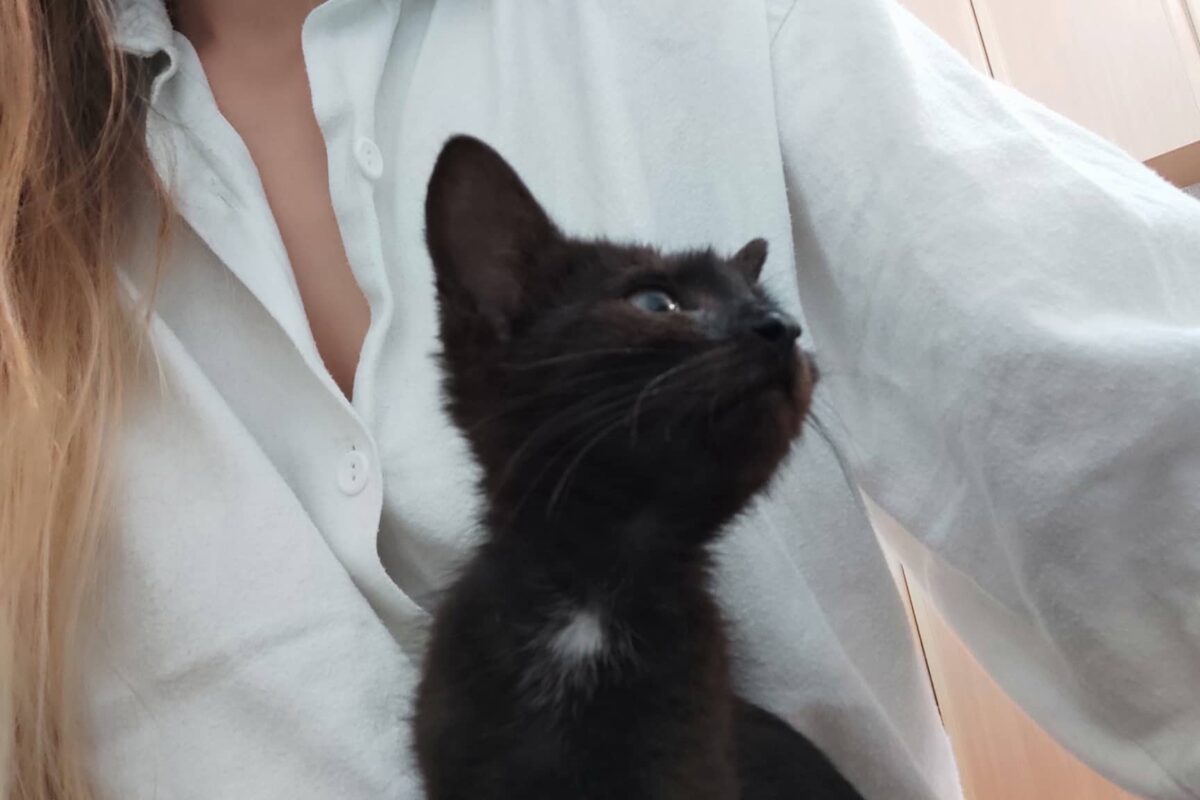 Kočička Franny byla při příjmu maličká a neuvěřitelně zablešená