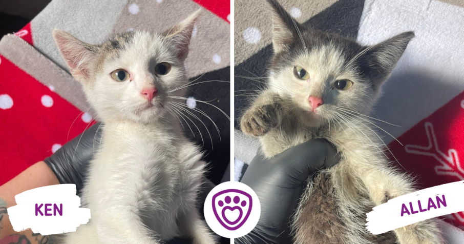 Vlevo kocourek Ken a vpravo kocourek Allan