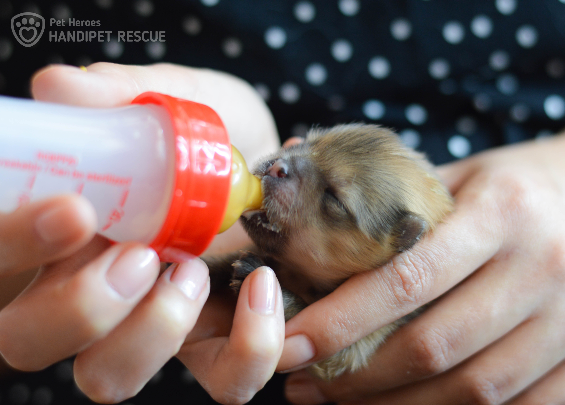 Krmení štěněte Buchty lahvičkou