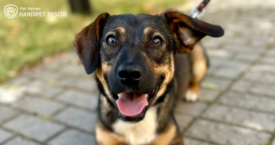 Hnědá fenka Gituška venku