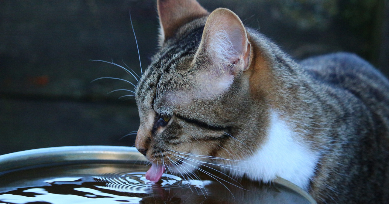 Mourová kočka pije vodu z velké misky