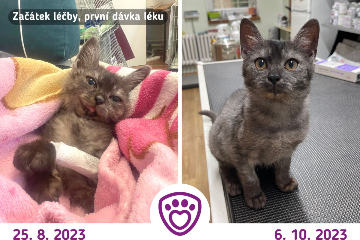 Porovnání – vlevo kocourek Ekko na veterině, když si šel pro první dávku léku, vpravo Ekko při aplikaci léku na začátku října