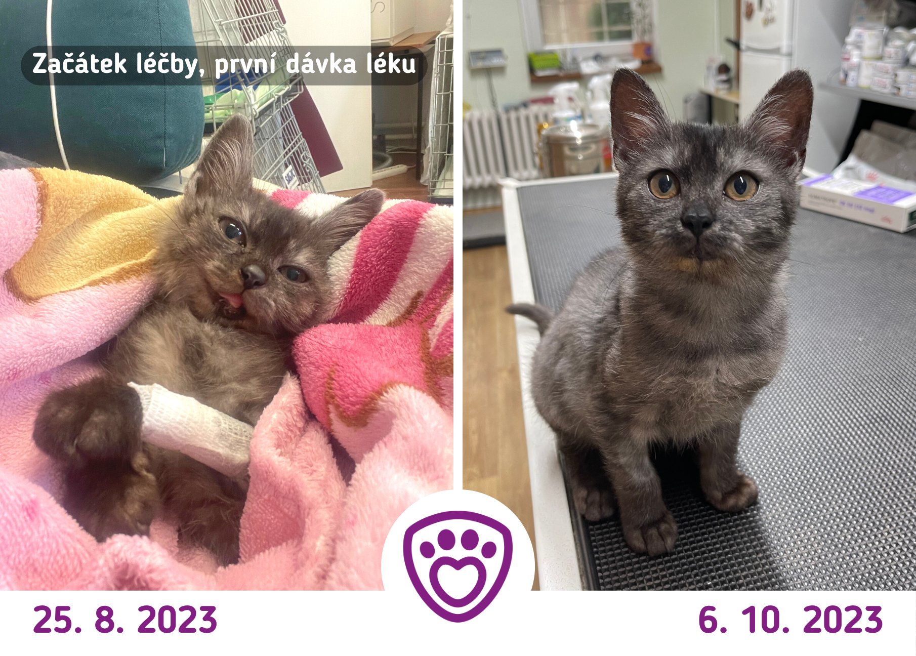 Porovnání – vlevo kocourek Ekko na veterině, když si šel pro první dávku léku na dwarfismus, vpravo Ekko při aplikaci léku na začátku října