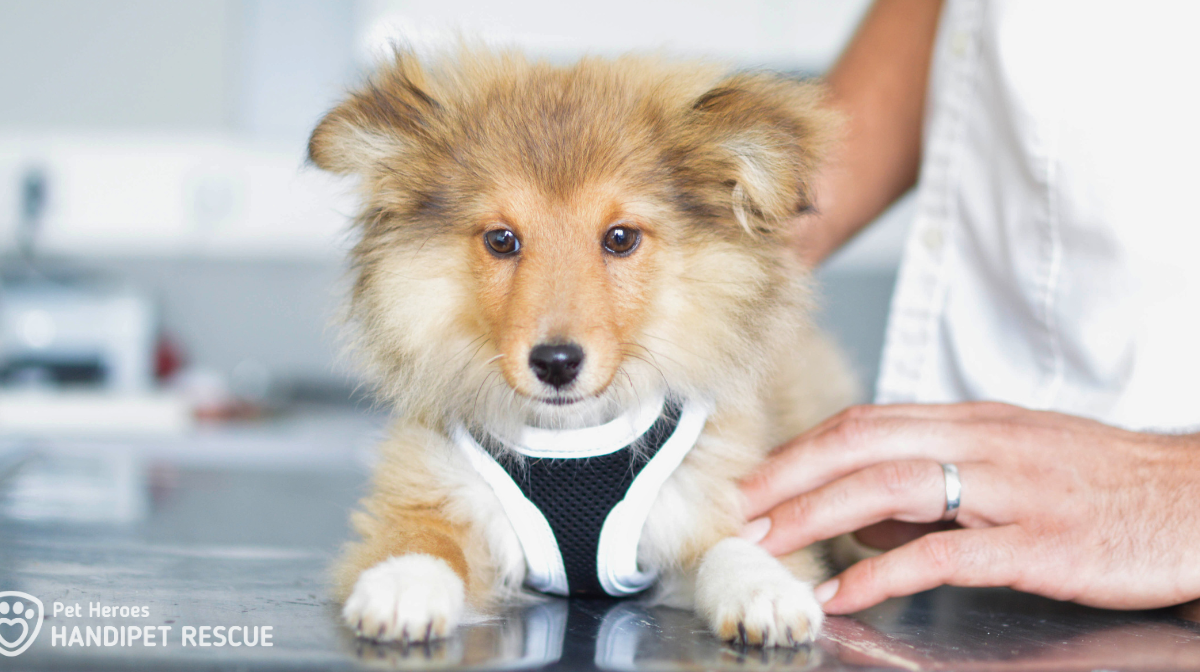 Veterinární prohlídka: štěně šeltie Sunny na vyšetřovacím stole