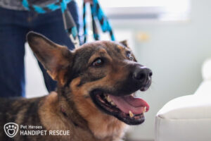 Fenka Brita na veterině