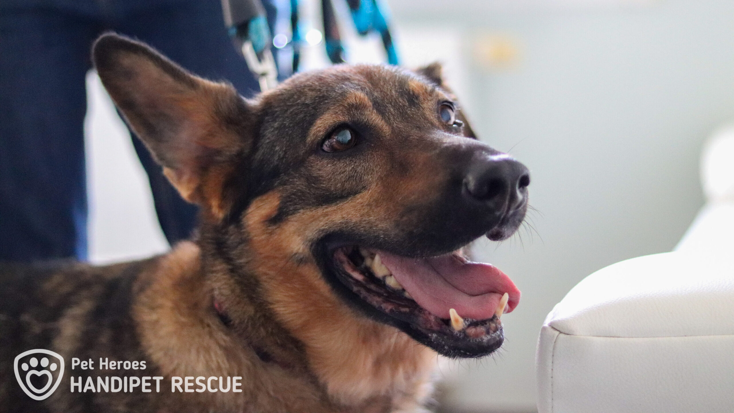 Fenka Brita na veterině