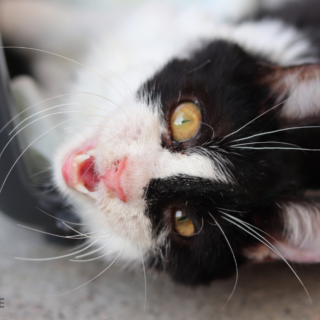 Černo-bílý kocourek Chrobáček měl celé tělo nepřirozeně ztuhlé, hýbat dokázal pouze hlavou