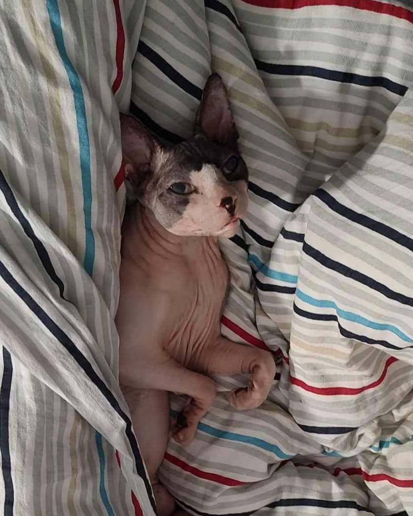 Kocourek Orion v posteli