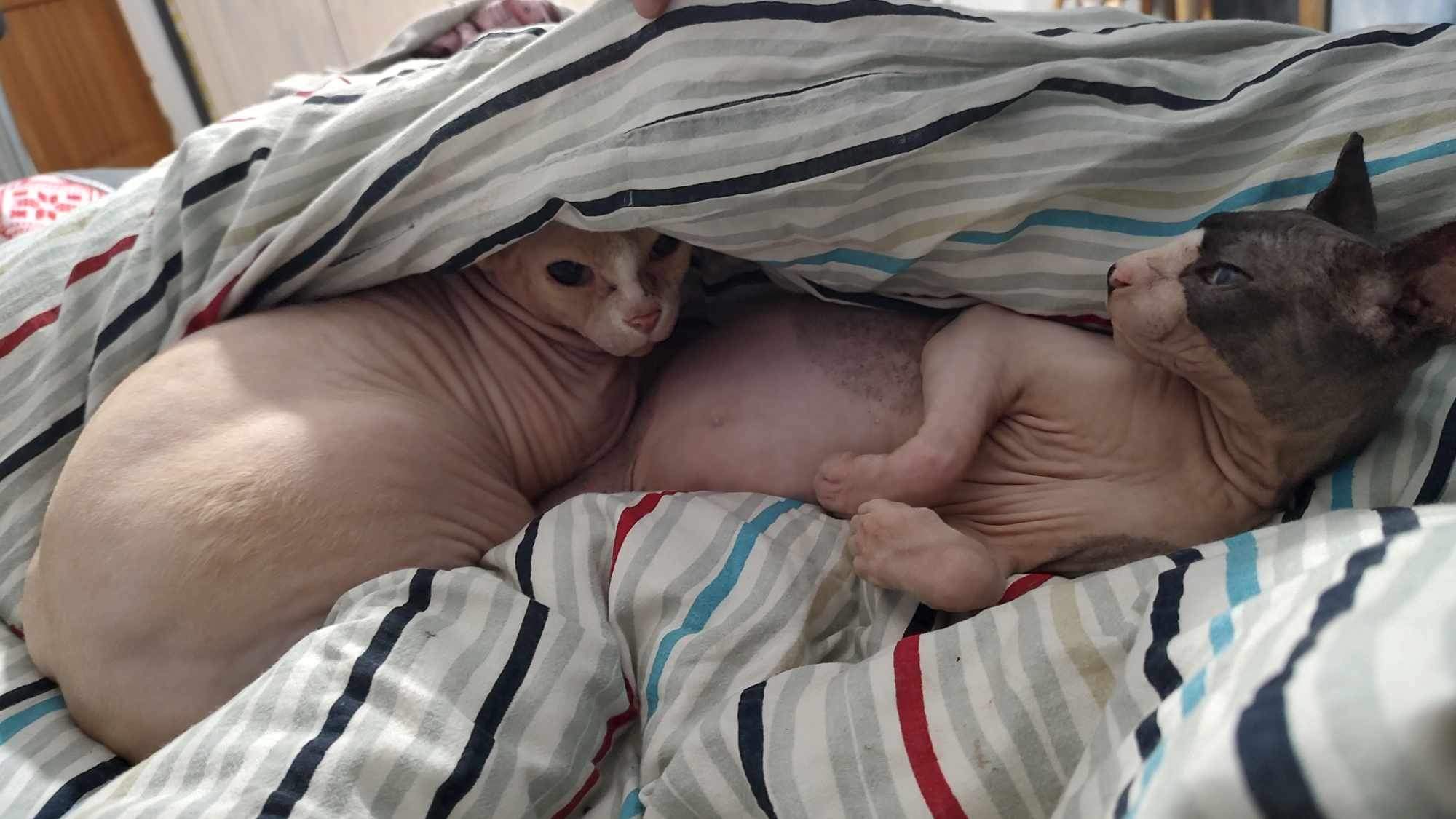 Orion se vyvaluje v posteli s kočičím sphynx kamarádem