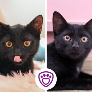 Vlevo černý kocourek Vision, vpravo černá kočička Wanda