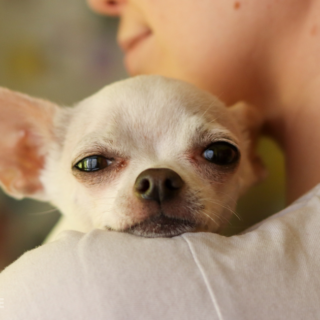 Bílá čivava Bee se nechává chovat v náručí a hlavu má položenou na rameni dočasné tety
